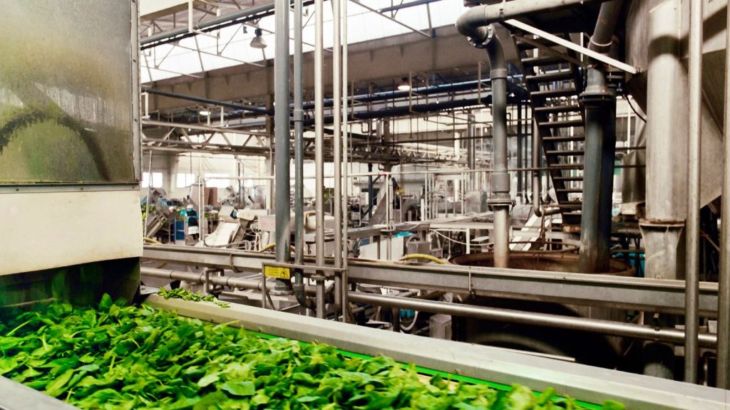 Lettuce conveyor